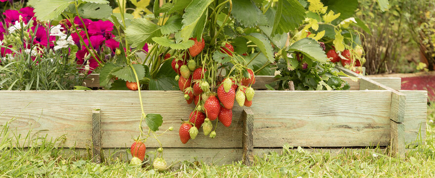 Fraisiers dans un carr&eacute; potager	