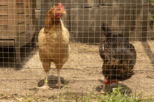 Poules rousse et noire	dans un poulailler