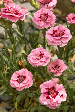 Fleurs d'&oelig;illet rose et carmin	