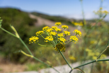 Wild fennel flowers (Foeniculum vulgare) on Tenerife hillside in soft focus on a sunny summer day.
