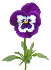 Fleur de pens&eacute;e	
