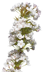 Fleurs de Cerisier d'ornement	