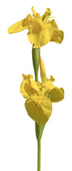 Iris pseudacorus	