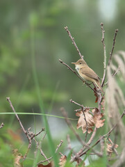 Petit oiseau brun (fauvette ou rousserolle) chantant perché sur une branche fine.