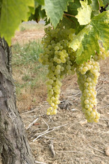 Obraz premium Vignoble charentais