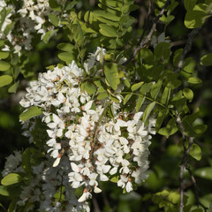 Fleurs de Robinia pseudoacacia	