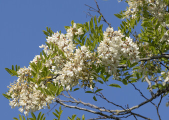 Fleurs de Robinia pseudoacacia	
