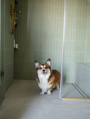 Corgi Dog Standing inside a Modern Shower Cabin with Green Tiles