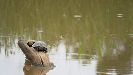 Duo de tortues prenant un bain de soleil sur une souche flottante.