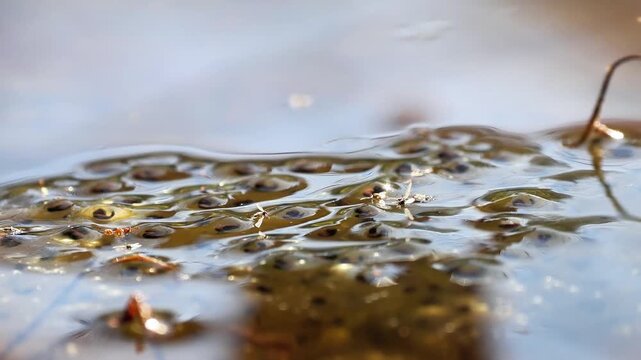 Rubans d&rsquo;&oelig;ufs de crapaud commun (Bufo bufo) en milieu aquatique, reproduction des amphibiens et observation naturaliste des pontes