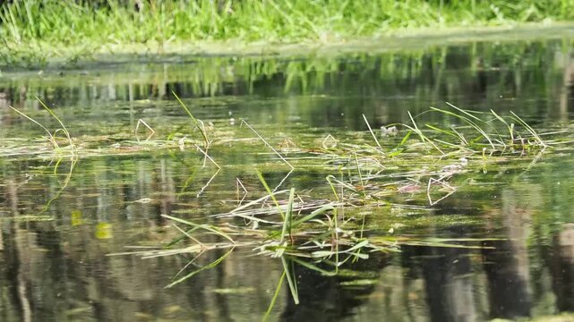 Herbiers aquatiques et v&eacute;g&eacute;tation &eacute;merg&eacute;e dans une mare foresti&egrave;re, reflets sur l&rsquo;eau et ambiance naturelle humide