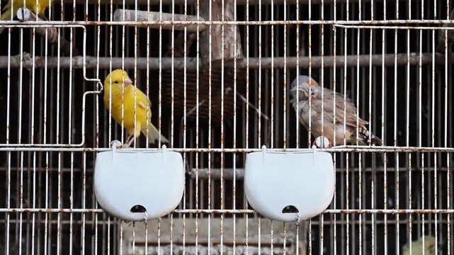 Canari domestique (Serinus canaria) et diamant mandarin (Taeniopygia guttata) en captivit&eacute; dans une cage m&eacute;tallique, comportement aviaire et sc&egrave;ne d&rsquo;&eacute;levage