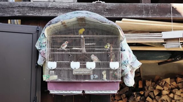 Voli&egrave;re contenant des diamants mandarins (Taeniopygia guttata) et des canaris domestiques, oiseaux exotiques en captivit&eacute; dans une cage ext&eacute;rieure