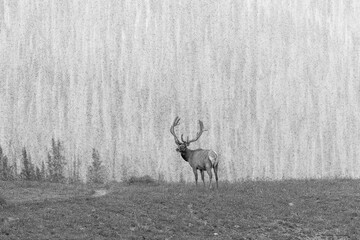 Velvet Crown, Mountain Reign  -black and white