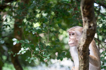 little monkey on a tree with green 