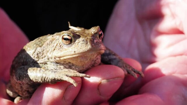 Crapaud commun (Bufo bufo) en gros plan dans une main humaine, observation naturaliste et manipulation lors d&rsquo;une action de sauvegarde
