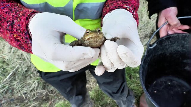 Crapaud commun (Bufo bufo) en gros plan dans une main humaine, observation naturaliste et manipulation lors d&rsquo;une action de sauvegarde