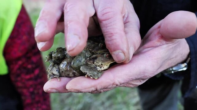 Plusieurs crapauds communs (Bufo bufo) tenus dans une main lors d&rsquo;une action de sauvegarde des amphibiens, manipulation naturaliste et conservation