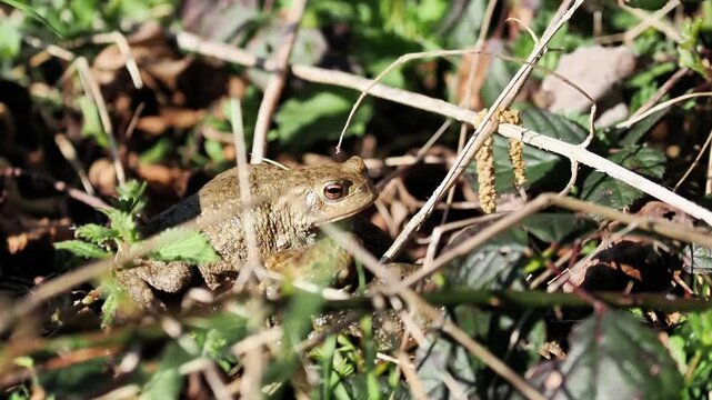 Crapaud commun (Bufo bufo) camoufl&eacute; dans la v&eacute;g&eacute;tation au sol, amphibien europ&eacute;en en milieu naturel, observation naturaliste
