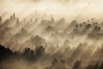 Suburban forest dawn fog shadows in the Chatsworth neighborhood of Los Angeles California.