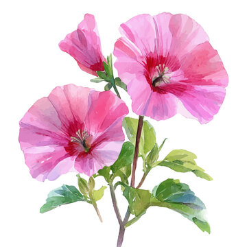 watercolor of Lavatera Flower, hand-drawn, isolated on a white background.