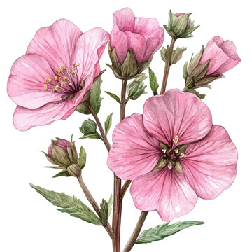 watercolor of Lavatera Flower, hand-drawn, isolated on a white background.