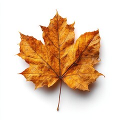 Fototapeta premium Stunning Golden Autumn Leaf on White Background with Rich Texture and Dry Details