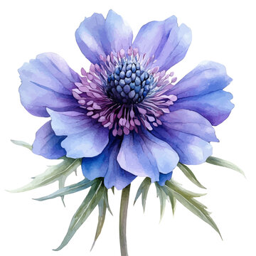 Knautia Flower, elegant watercolor vector painting with refined details, isolated on a white background.