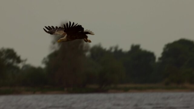 A hunting white-tailed eagle (Haliaeetus albicilla) holds a caught fish in its talons, North Poland. Slow motion 4K video, selective focus on bird's eye