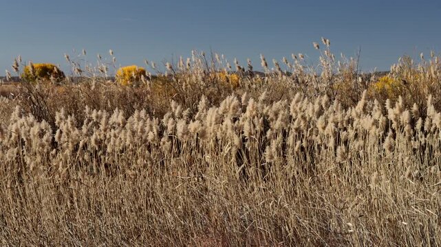 Closeup view of marsh grasses in autumn and early-morning light at Bosque del Apache National Wildlife Refuge in New Mexico