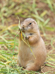 Close up prairie dog sits and eats green grass, a herbivore burrowing ground squirrel native to the grasslands of North America