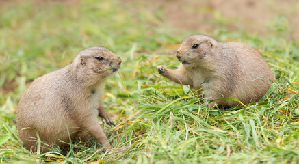 Pair of prairie dogs are sitting nearby and eating green grass. Herbivorous burrowing ground squirrels, social animal, love, animal life.