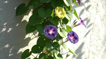 Sunlit hanging vine with vibrant purple morning glory blossoms clinging to a pale wall