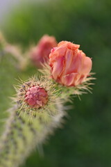 Macro photo, pink cactus flower
