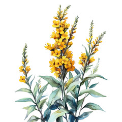 Goldenrod Flower, delicate painting watercolor vector with vivid brush accents, isolated on a white background.