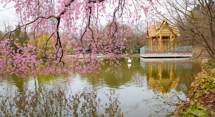 Thai temple on a small lake in Munich's Westpark. Pink blossom cherry tree in spring.