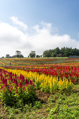 那須フラワーワールドのカラフルなケイトウ畑