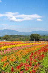 那須フラワーワールドのカラフルなケイトウ畑