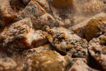 Macro texture of white mold growing on rotten pumpkin pieces. Close-up of fuzzy fungal spores on spoiled orange vegetable waste. Decomposition and bacteria concept