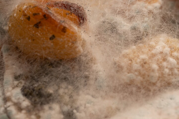 Macro texture of white mold growing on rotten pumpkin pieces. Close-up of fuzzy fungal spores on spoiled orange vegetable waste. Decomposition and bacteria concept