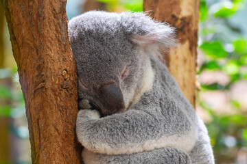 Cute Queensland Koala sleeping in a tree