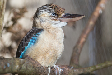 Kookaburra Kingfisher bird perched on a branch