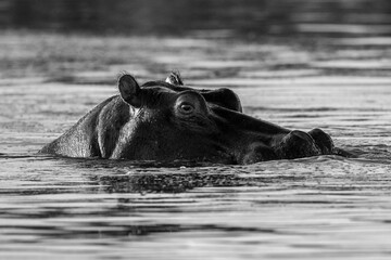 A Gaze of Great Power © Johannes