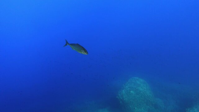 Alone jackfish swimming in blue sea water