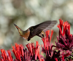 Hummingbird feeding on flower