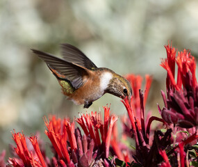 Hummingbird feeding on flower