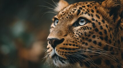 Fototapeta premium Intense Portrait of a Leopard's Face Displaying Sharp Focus and Detailed Texture