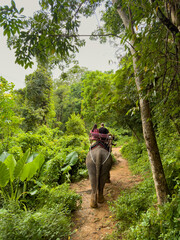 A man and a woman couple riding an elephant in the jungle in cloudy weather, rear view of the elephant