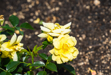 初夏の日差しを受ける黄色いバラの花