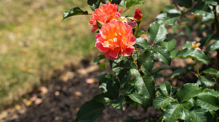 春の日差しを浴びる花壇の赤いバラ